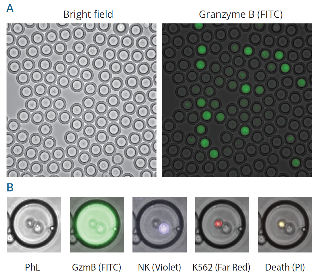  CARt cell - t cell - cancer cell- double emulsion - cell killing